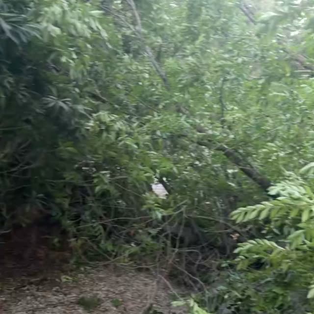 My tree feel in my drive way… could have killed some body.. crazy